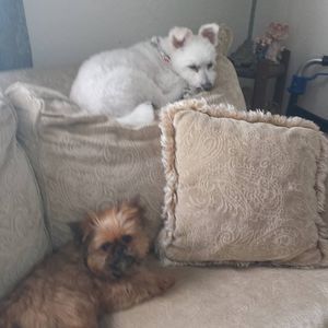 Meet your Posher, Freda